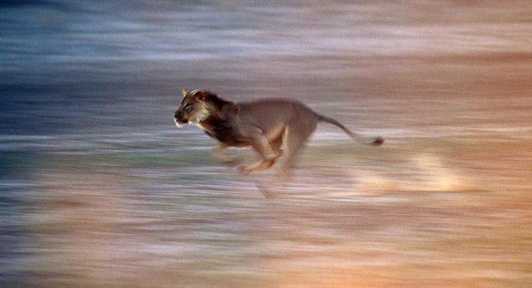 Quão rápido um leão pode correr?