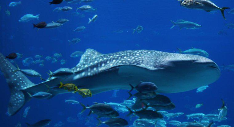 Um tubarão-baleia é maior do que uma baleia azul?