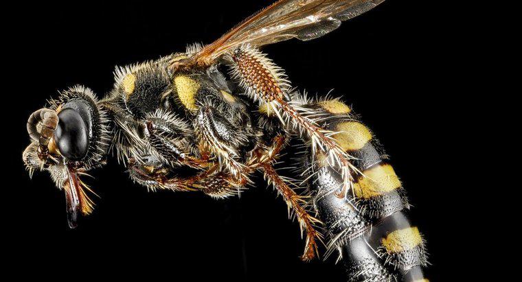 Qual é a aparência de uma vespa rainha?
