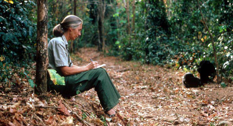 Quais são alguns fatos interessantes sobre Jane Goodall?