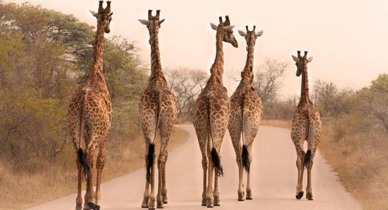 Por que as girafas são tão altas?