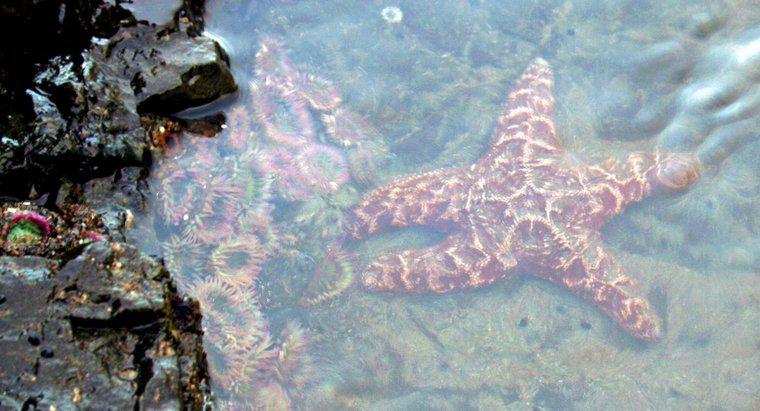 Onde são encontradas estrelas do mar?