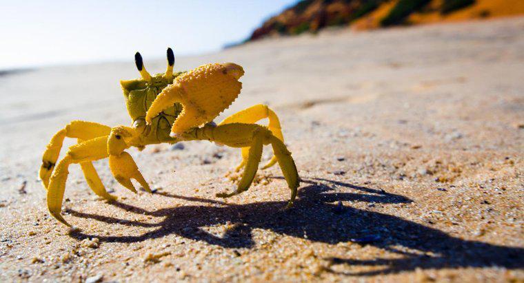 Como um caranguejo se adapta à vida à beira-mar?