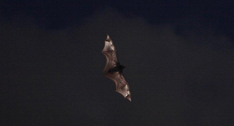 Como os morcegos encontram sua comida?