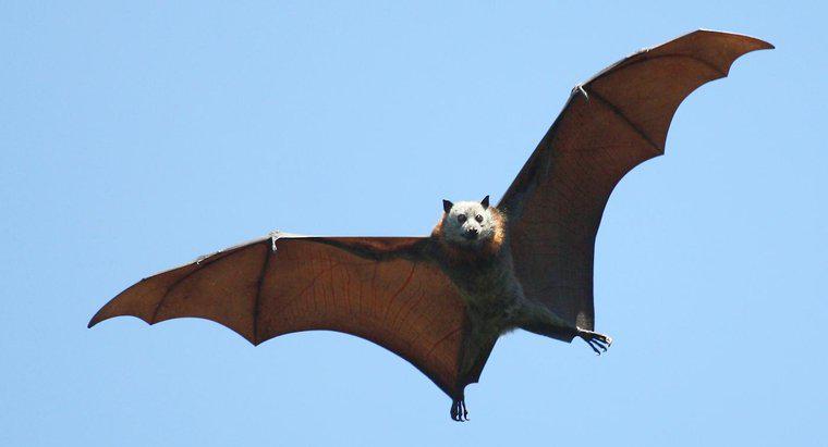 Um morcego é um marsupial?