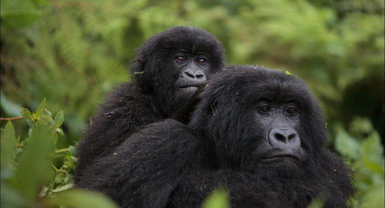 Como é chamado um grupo de gorilas?