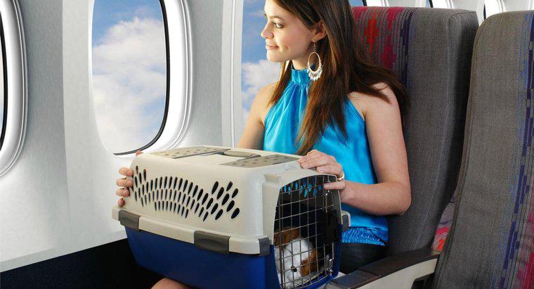 Quanto as companhias aéreas cobram para voar com um animal de estimação?