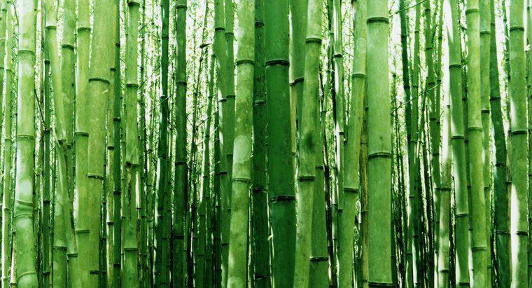 Qual é a melhor maneira de cortar o bambu?