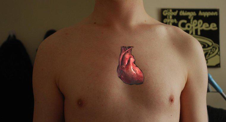 Por que o coração é considerado uma bomba dupla?
