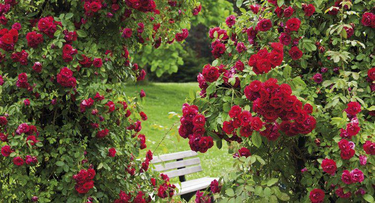 Como fazer um fungicida natural para roseiras?