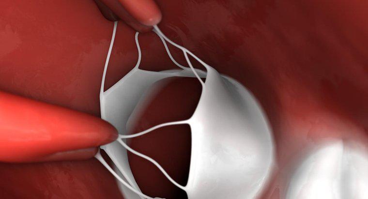 Qual é o propósito das válvulas cardíacas?