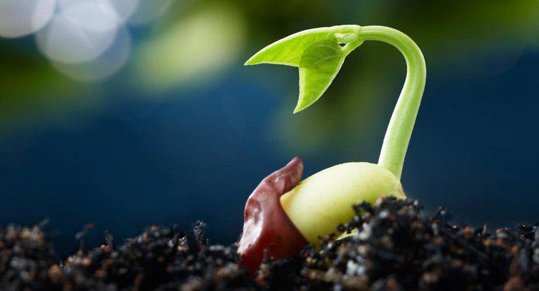 Quais são os cinco estágios da germinação das sementes?