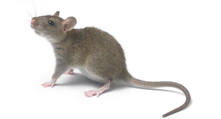 O que significa quando você sonha com ratos?