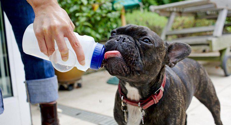 Quanto tempo pode um cachorro viver sem água?