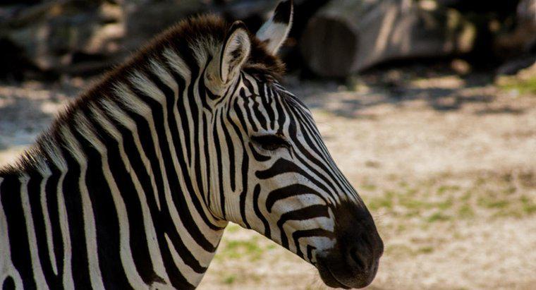 Quais são os dois animais que fazem uma zebra?