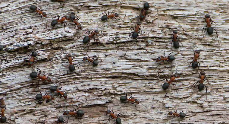 Quantas formigas existem no mundo?