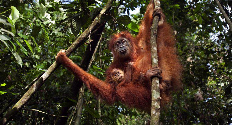 O que está sendo feito para salvar o orangotango?