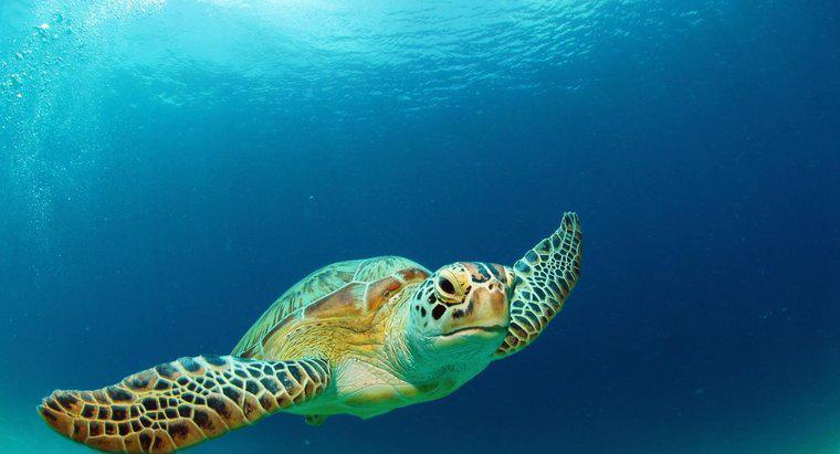 De que tipo de habitat a tartaruga-do-mar gosta?