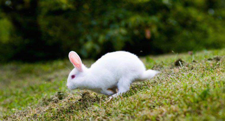 Quais plantas de jardim são venenosas para coelhos?