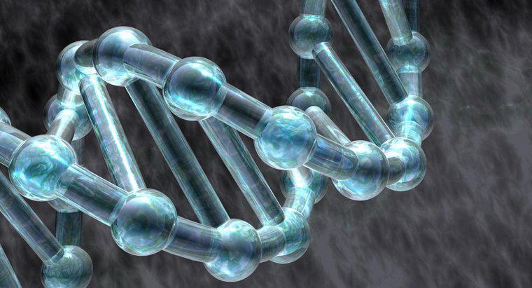 Quais são os papéis das proteínas na replicação do DNA?