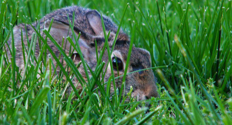Por que os coelhos cavam buracos em gramados e jardins?