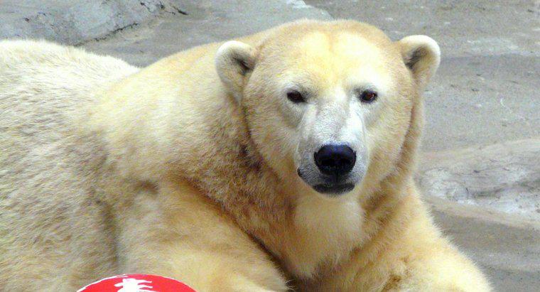 Qual é o peso médio de um urso polar adulto?