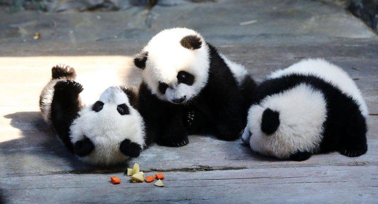 Quais são alguns fatos sobre os pandas que a maioria das pessoas não sabe?