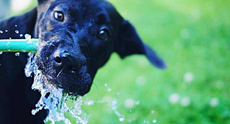 Por que meu cachorro bebe tanta água?