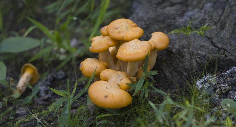 Qual é a principal diferença entre fungos e plantas?