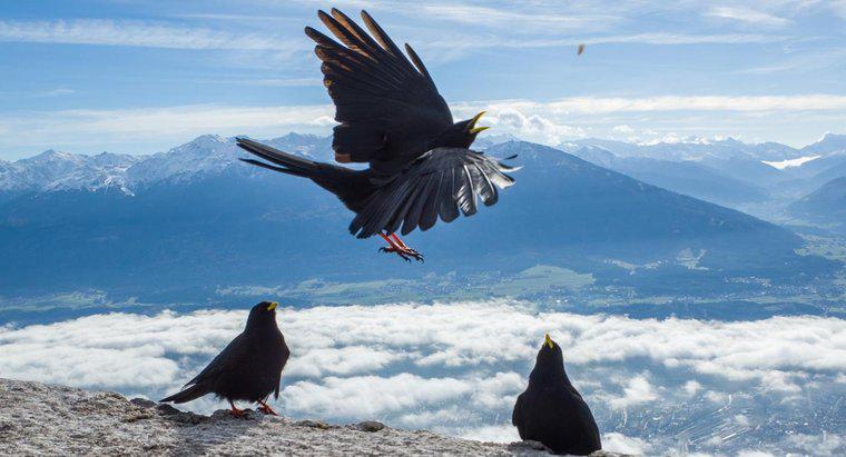 Por que os corvos se reúnem?