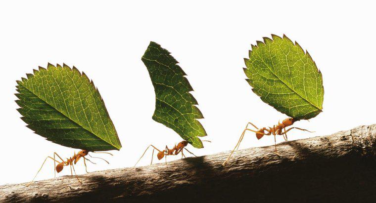 Quão fortes são as formigas?