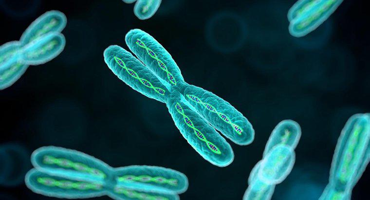 Qual é o propósito dos cromossomos?