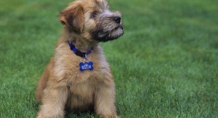 Qual é a aparência dos filhotes de Mini Wheaten Terrier?