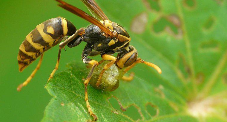 Que animais comem vespas?