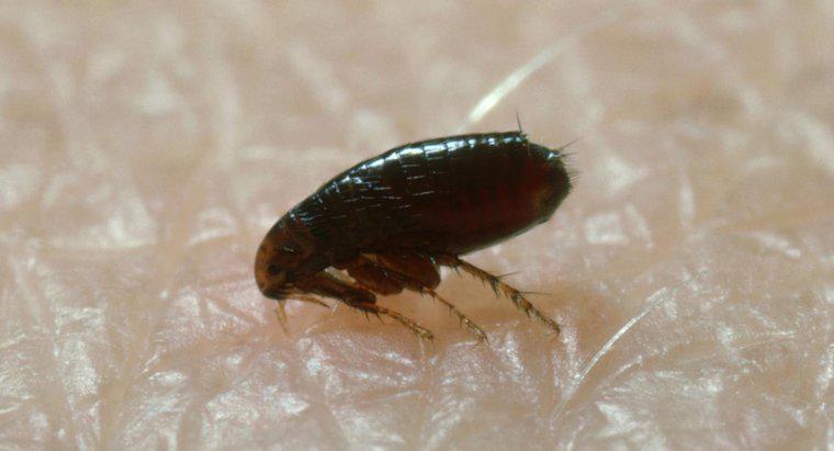 Quais são alguns remédios caseiros para matar pulgas?