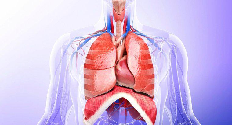 Quais são os órgãos essenciais da cavidade torácica?