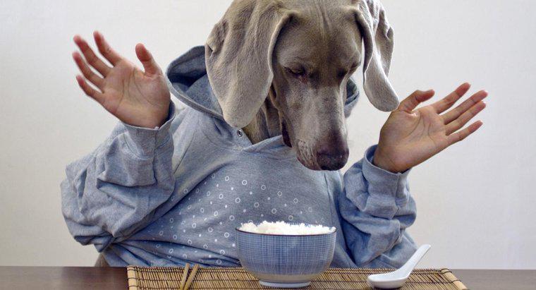 Posso alimentar meu cachorro com arroz branco?