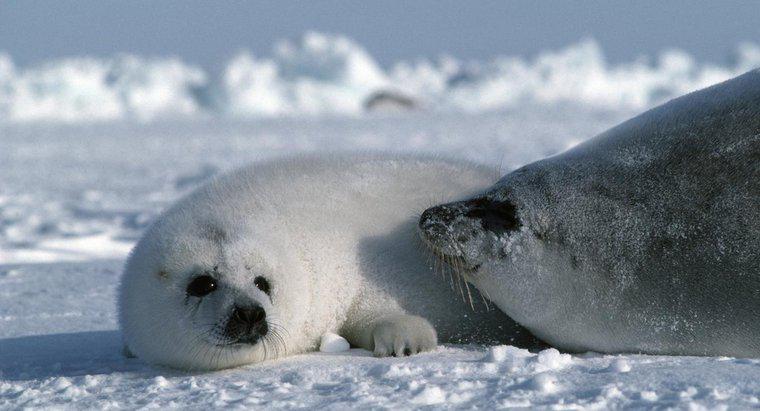 As focas de harpa estão em perigo?