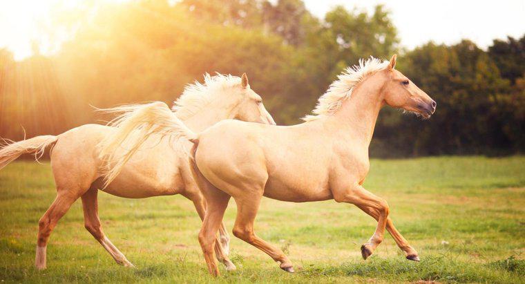 Como é chamado o medo de cavalos - Felofobia, Hipofobia ou Equiphobia?