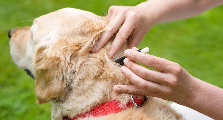 Quais são alguns tratamentos eficazes para cães infestados com carrapatos?