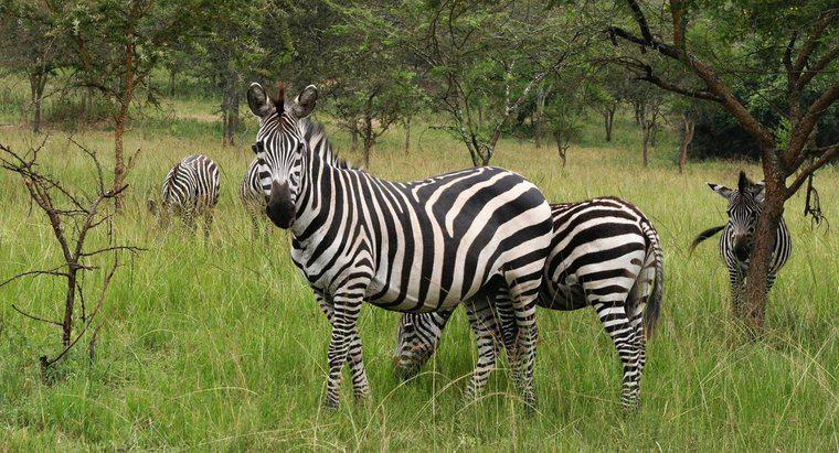 As zebras estão em perigo?
