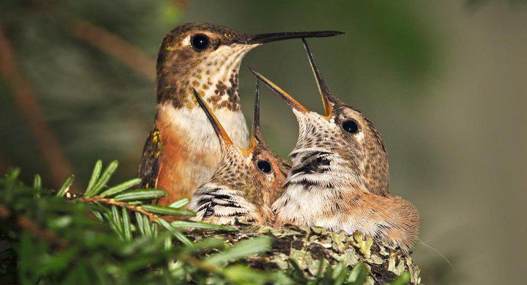 Quanto tempo vivem os colibris?