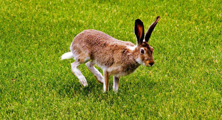 Como faço para manter os coelhos longe do meu gramado?