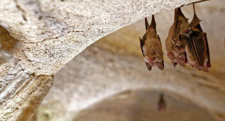 O que é o habitat de um morcego?