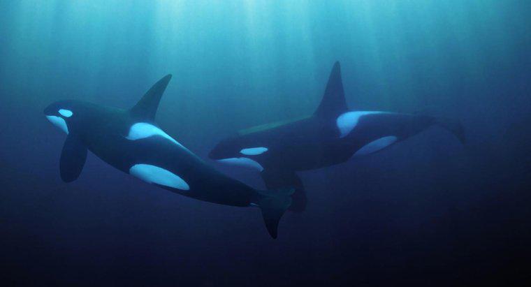 A que distância uma baleia pode ouvir debaixo d'água?