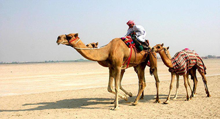 Como os camelos sobrevivem no deserto?