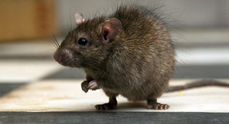 Qual é a melhor maneira de matar um rato?