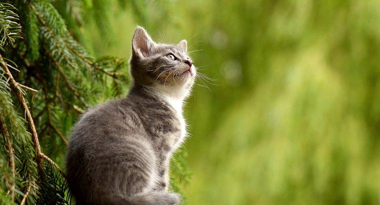 Quanto tempo os gatos vivem em média?