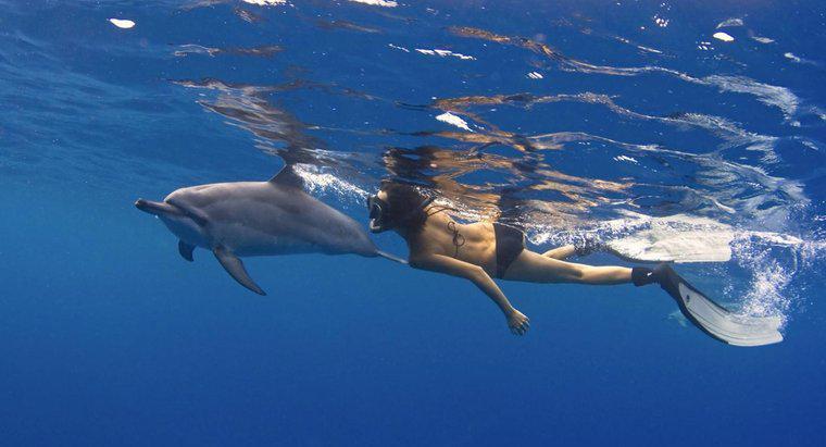 Como os golfinhos se movem?