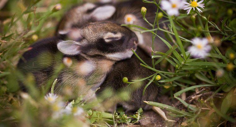 Quanto tempo os coelhos bebês ficam no ninho?